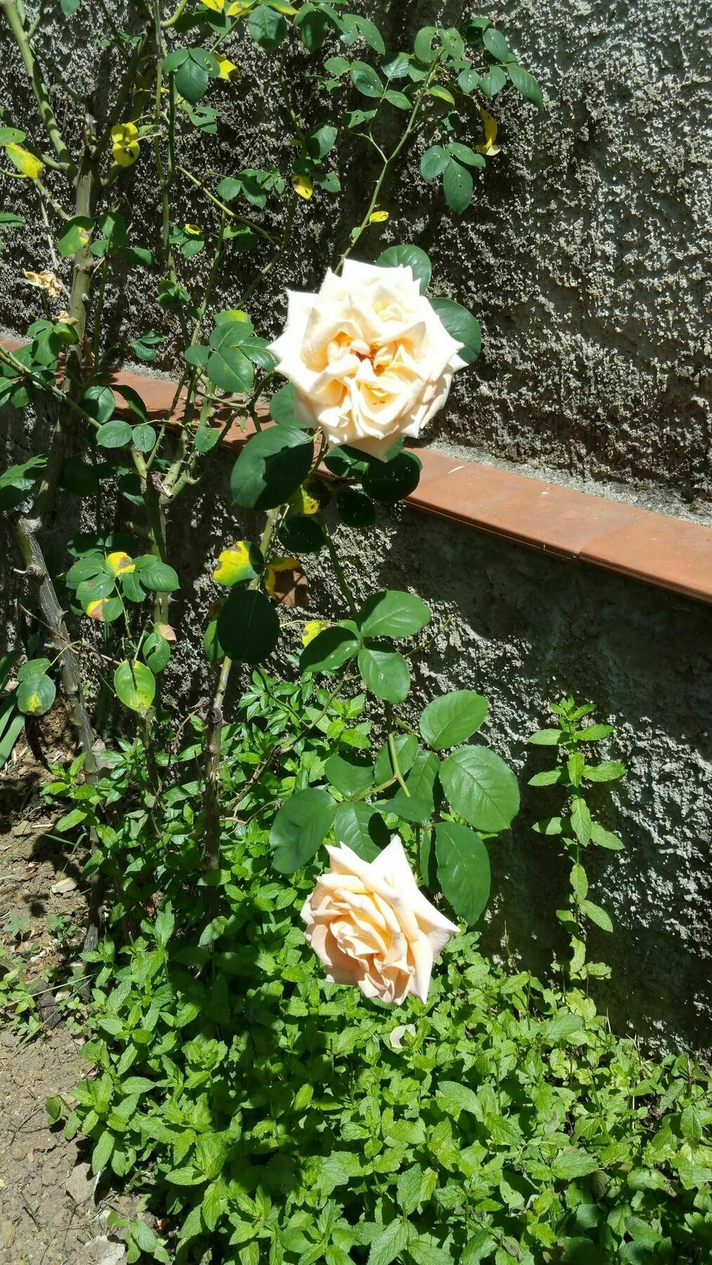 La Villa Nei Fiori Florenţa Exterior foto